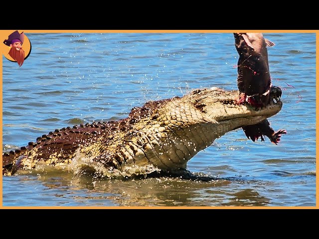 50 Ruthless Hunting Moments Of Alligators, Crocodiles And Caimans Hunt