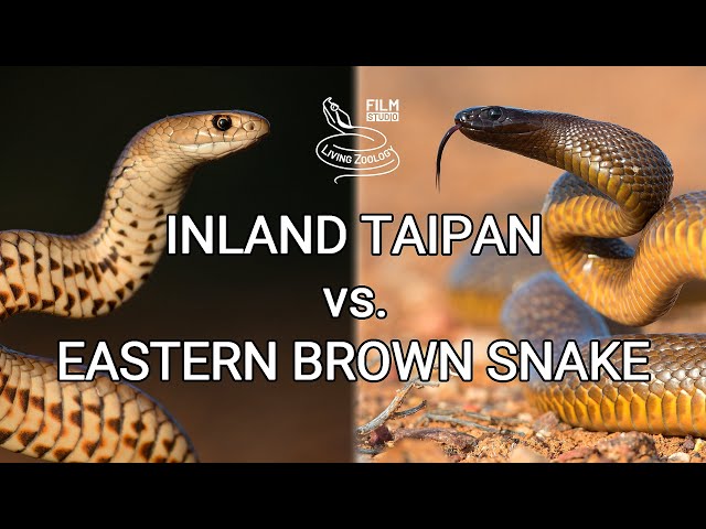 Inland taipan vs. Eastern brown snake - Battle of the deadly snakes
