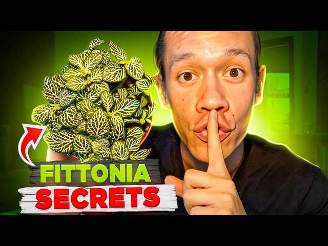 Secrets To Growing Amazing Fittonias