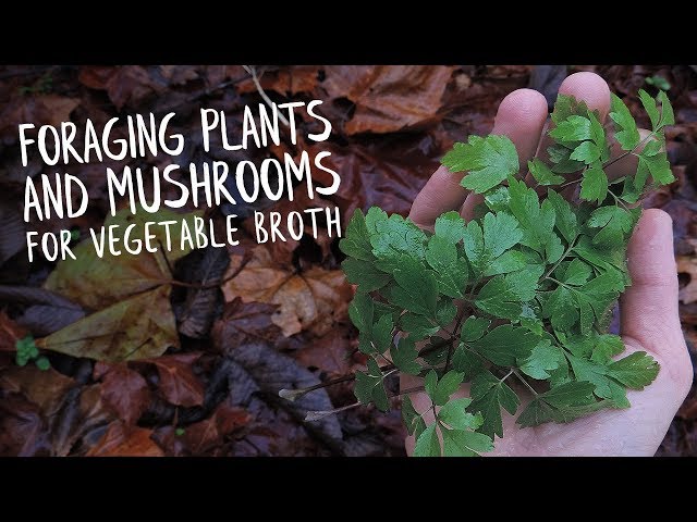 Foraging Plants & Mushrooms For Vegetable Broth