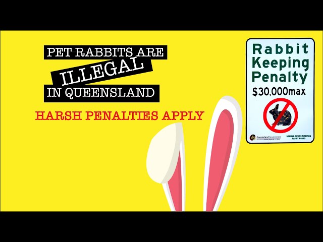 Why pet rabbits are banned in Queensland