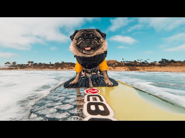 Funny Dogs Surfing - Best Of Surfing Dogs