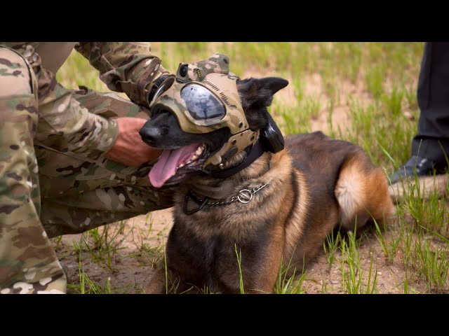 Helmet to Protect Police Dogs | The Henry Ford’s Innovation Nation