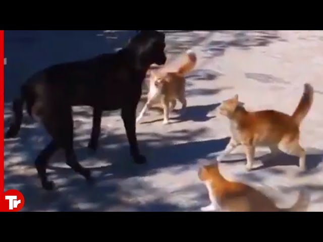 This Dog Messed with the Wrong Cats  It Pays Full Price