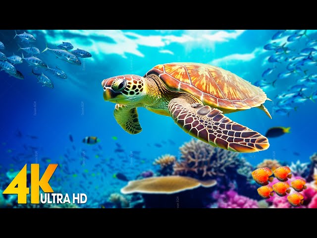 Ocean 4K - Sea Animals for Relaxation, Beautiful Coral Reef Fish in Aquarium - 4K Video Ultra HD