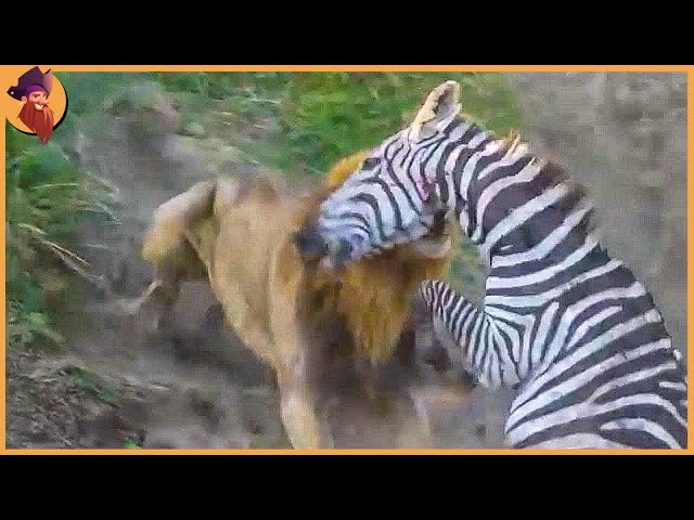 55 Merciless Moments When Zebras Are On The Menu For Predators