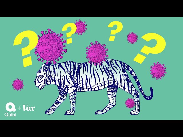 Why tigers get coronavirus but your dog will be fine