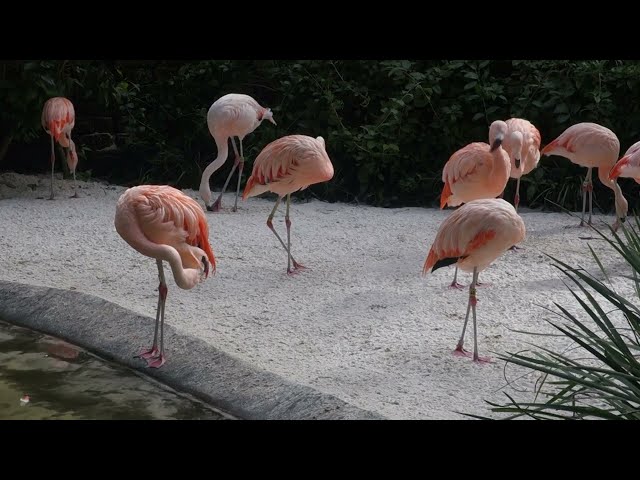 Flamingo Antics @Sunken Gardens FLA