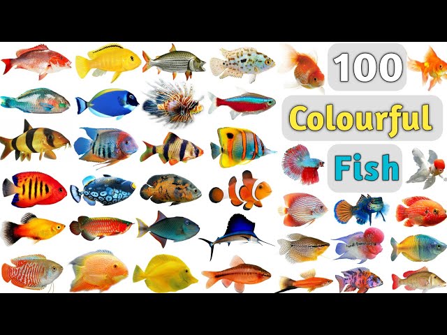 Colourful Fish Vocabulary ll 100 Colourful Fishes Name In English With Pictures ll Beautiful Fishes