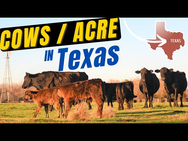 How Many Cows Per Acre in Texas?  Carrying Capacities and Stocking Rates Explained