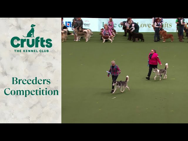 Breeders Competition Final | ​Crufts 2024