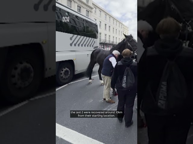 DISTRESSING CONTENT Spooked horses rampage through London  | ABC News