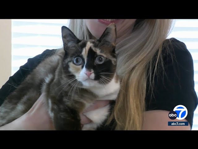 Cat accidentally shipped with Amazon return from Utah to California