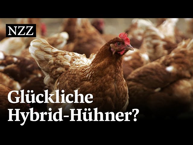 Das Schweizer Huhn - gezüchtet im Ausland | NZZ Reportage