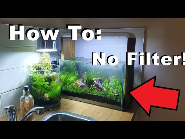 How To: 10 Gallon || No Filter, No Heater, No Ferts, No co2