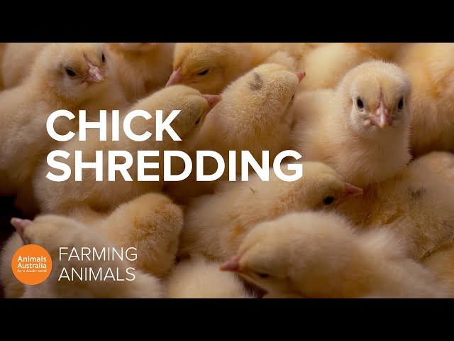 Why the egg industry shreds newborn baby chicks