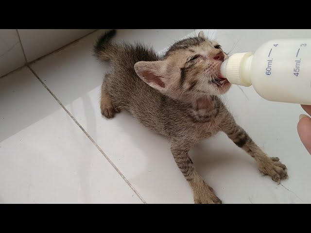 Hungry Rescue Orphan Kitten Trying To Jump Out Of His Box - How Someone Can Dump Such Innocent Soul