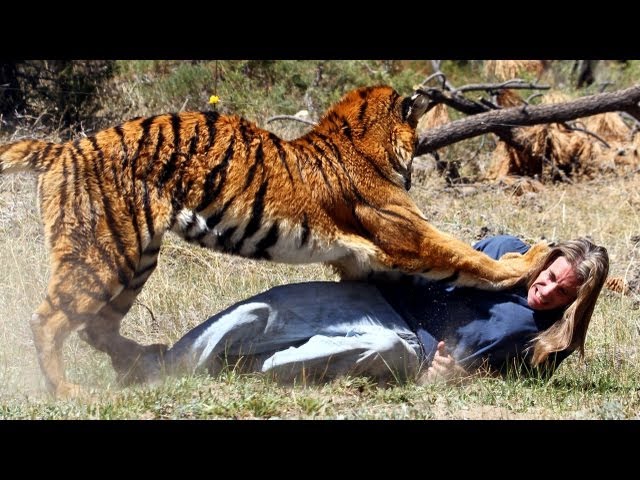 Tiger Attacks Man: Real Tiger Attack Stunt