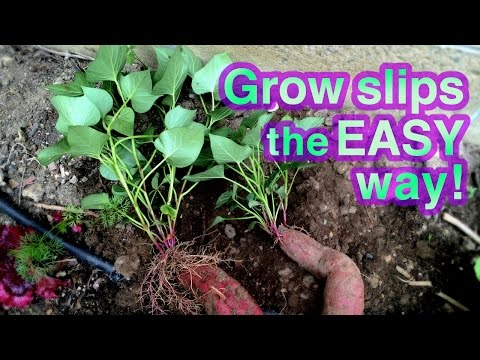 How to Grow Sweet Potato Successfully -- It's Super EASY!
