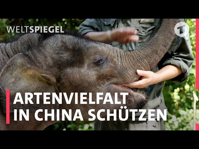 China - Die wilden Tiere schützen! | Weltspiegel