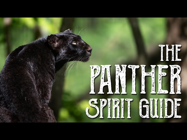 Panther Spirit Guide - Ask the Spirit Guides Oracle - Totem Animal - Power Animal - Magical Crafting