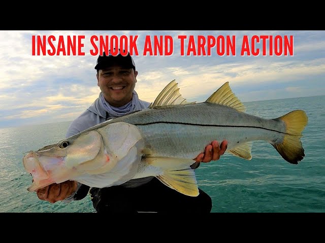 How To Catch BIG FISH Off The Beach [INSANE Snook & Tarpon Action]