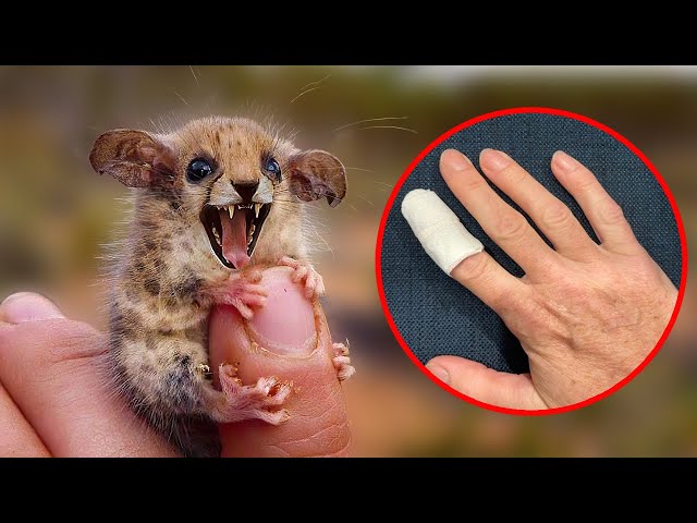 This Cute Little Animal Can Actually Kill You!