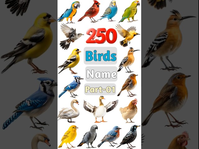 250 Birds Name Part- 01 #birds #birdsname #birdname #birdspecies #birdslover #birdsnamewithpictures