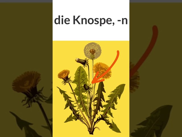 Deutsch lernen | Wortschatz | Die Teile einer Pflanze | Vokabeln | learn German | #shorts