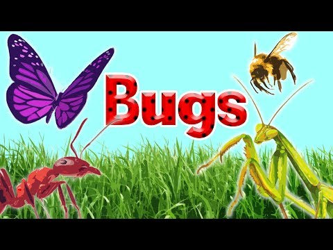 10 Interesting Insects || Insects for Kids  || Bugs for Kids