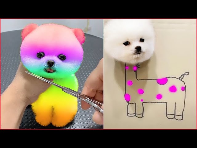 Cute Pomeranian Puppies Doing Funny Things #2 | Cute and Funny Dogs - Mini Pom