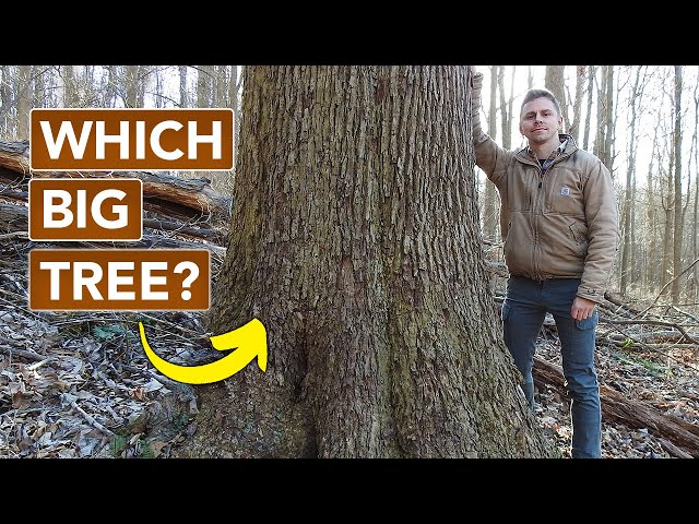 Do You Recognize This Big Tree?