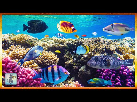 🐠 Coral Reef Aquarium Videos #2