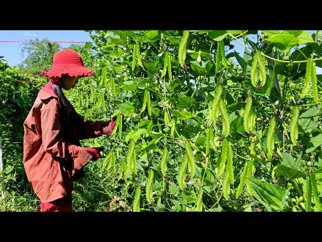 Winged bean planting technique to fast harvest - Easy to grow, wing bean farming
