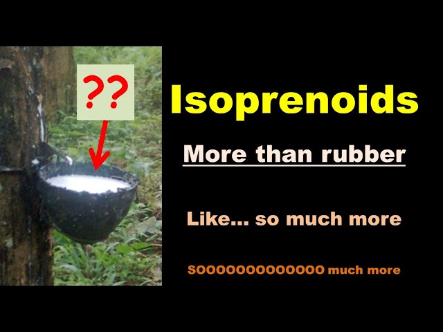 Why do trees make rubber? - - Isoprenoids in Plants - -
