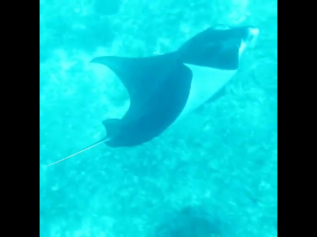 SWIMMING with HUGE MANTA RAY'S in INDONESIA! Beautiful Grace. #shorts #adventure