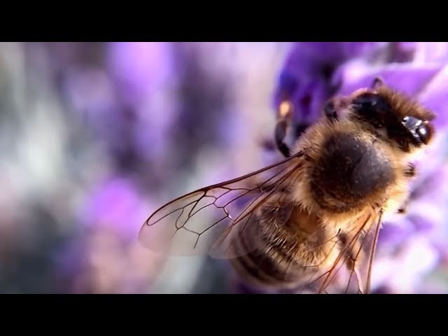 Harvest Honey Without Disturbing Bees | The Henry Ford's Innovation Nation