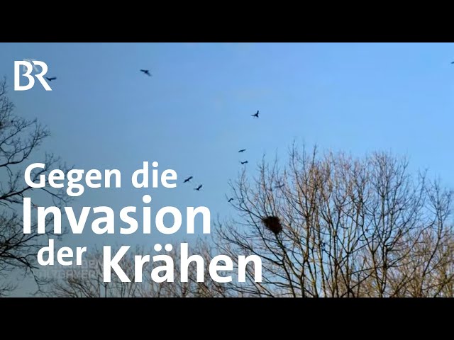 Ein Falkner gegen Saatkrähen: Vergrämung mit Greifvogel | Schwaben + Altbayern | BR