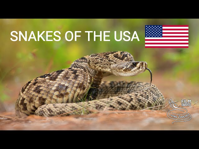 Snakes of the USA, 5 species from forests and marshes, Eastern diamondback rattlesnake, cottonmouth