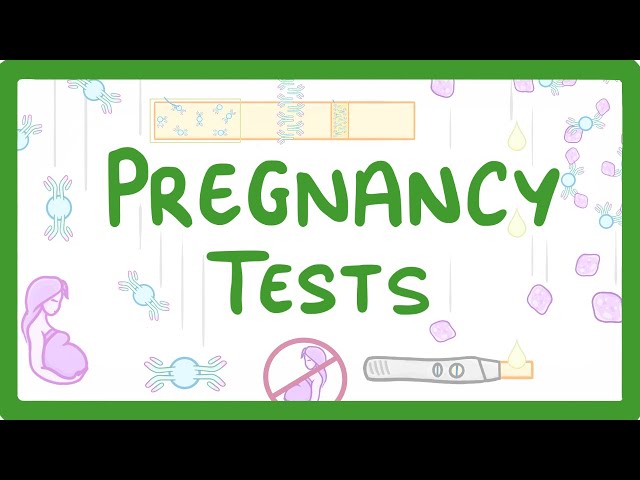 GCSE Biology - How do Pregnancy Tests Work? #41