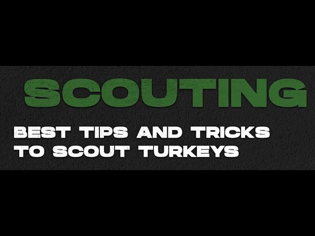 How to Scout Turkeys