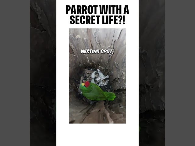Who you are in the animal world is energy. The Secret life of this Parrot is amazing.