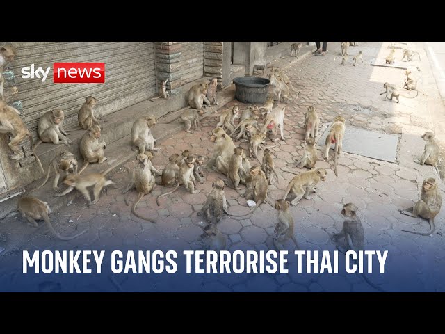 The Thai tourist town with a monkey gang problem