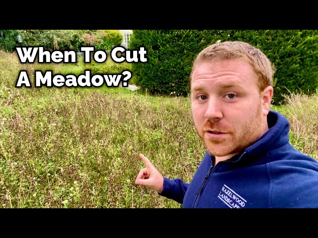When to Cut Your Meadow?