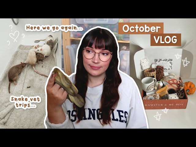 Rat introductions were going so well & snake vet trips | VLOG
