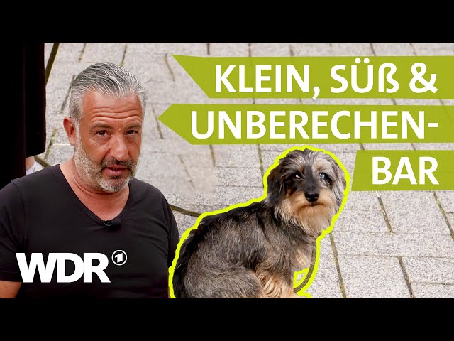 Hunde in der Pubertät: So lernen sie gutes Benehmen | Hunde verstehen | S06/E03 | WDR