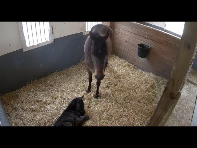 Mama Horse & 1-day-old foal relaxing | The Dodo LIVE