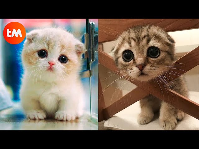 The CUTEST CATS In The World PART 2