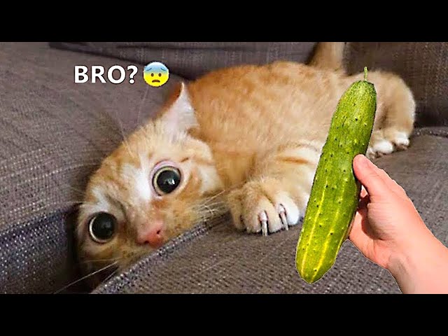 Funniest Cats and Dogs 🐶🐱  Funny Animal Videos 2023 #8