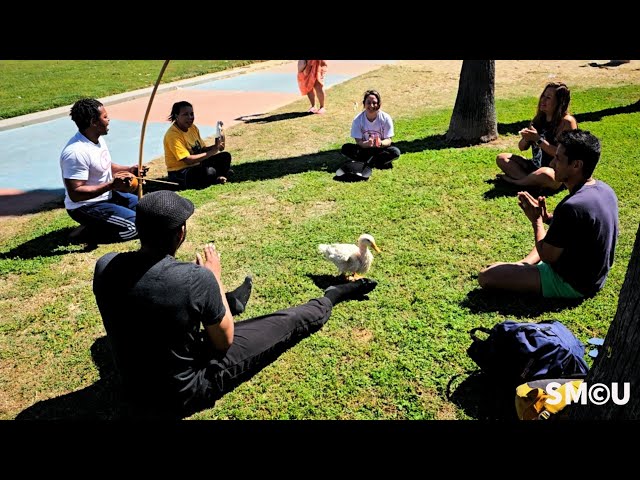 Winging It in Quack-eira: Duck Joins Local Capoeira Circle at Muscle Beach